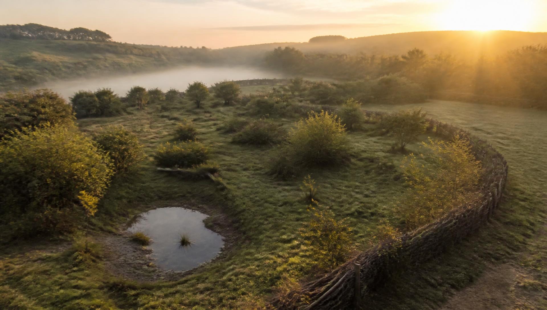 Aerial view at dawn of a small holding with regenerating scrub, a laid hedge and a shallow wildlife scrape